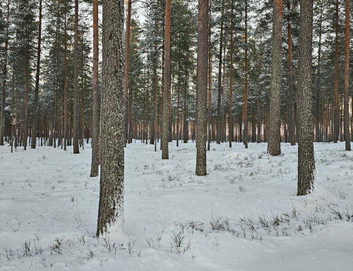 Sahayrittäjä 4/2024 nyt luettavissa